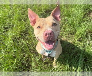Catahoula Leopard Dog-Unknown Mix Dogs for adoption in Ocala, FL, USA