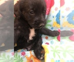 Small Photo #1 Australian Labradoodle Puppy For Sale in ALDRICH, MO, USA
