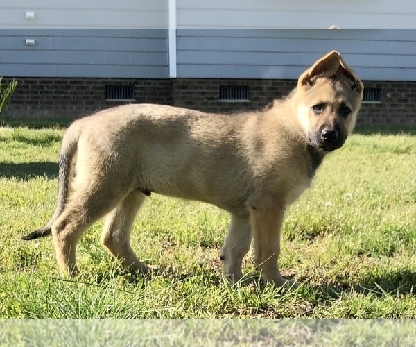 Medium Photo #1 German Shepherd Dog Puppy For Sale in GILBERT, SC, USA