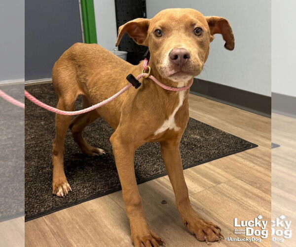 Medium Photo #2 Boxador Puppy For Sale in Washington, DC, USA