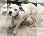 Small Photo #8 American Pit Bull Terrier-Unknown Mix Puppy For Sale in Rustburg, VA, USA