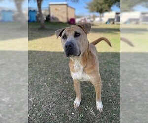 Mastiff Dogs for adoption in Sugar Land, TX, USA