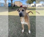 Small Photo #1 Mastiff Puppy For Sale in Sugar Land, TX, USA