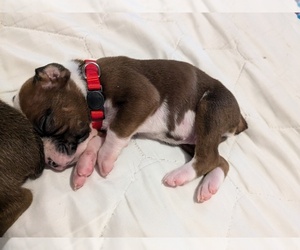 Boxer Puppy for sale in MOREHEAD, KY, USA