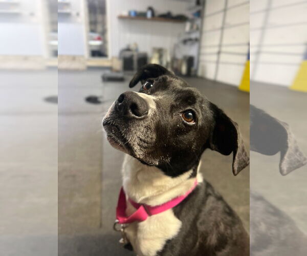 Medium Photo #12 Mutt Puppy For Sale in Derwood, MD, USA