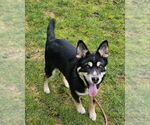 Small #2 Huskies  Mix