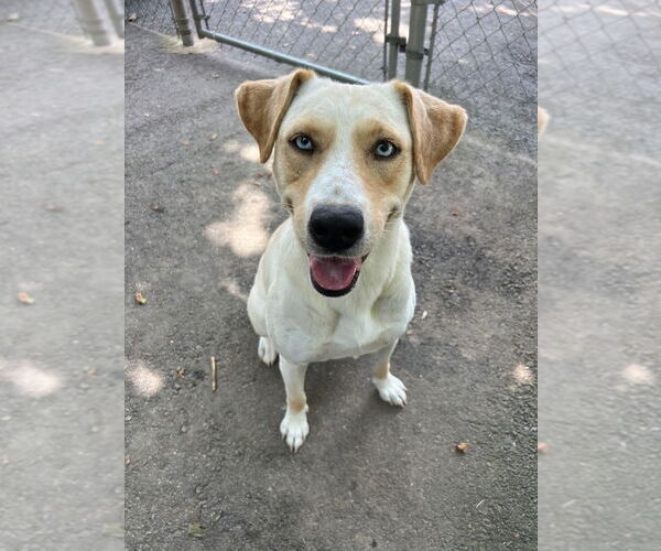 Medium Photo #2 Labrador Retriever-Unknown Mix Puppy For Sale in Hot Springs Village, AR, USA