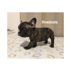 French Bulldog Puppy for sale in BELLEVILLE, NJ, USA