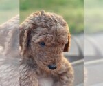 Small Photo #9 Goldendoodle Puppy For Sale in PENDLETON, SC, USA