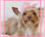Small #1 Yorkshire Terrier