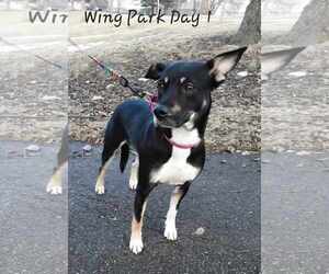 ZURI - Female Labrador Retriever-Unknown Mix Dog for Adoption - Photo #4