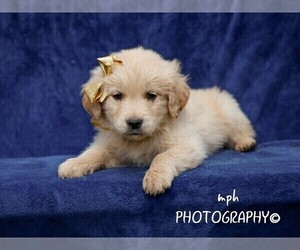 Golden Retriever Puppy for sale in LIBERTY, KY, USA