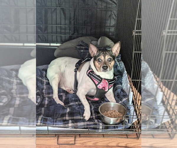 Medium Photo #1 Jack Russell Terrier-Unknown Mix Puppy For Sale in Mooresville, NC, USA