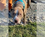 Small #9 American Pit Bull Terrier Mix