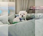Small #3 Maltese