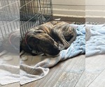 Small #1 Mutt
