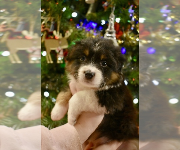 Medium Photo #2 Australian Shepherd Puppy For Sale in RICHLAND, MO, USA