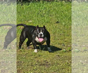 Mother of the American Bully puppies born on 12/29/2025