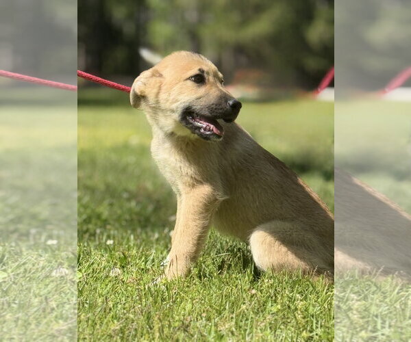 Medium Photo #3 German Shepherd Dog-Great Pyrenees Mix Puppy For Sale in Yardley, PA, USA
