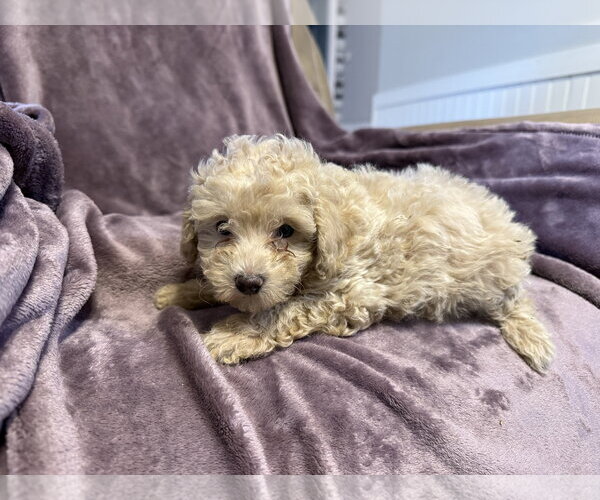 Medium Photo #4 Poodle (Miniature)-Unknown Mix Puppy For Sale in Pacolet, SC, USA