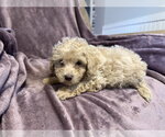 Small #3 Poodle (Miniature) Mix