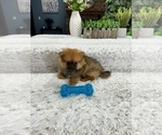 Small Photo #3 Pomeranian Puppy For Sale in GREENFIELD, IN, USA