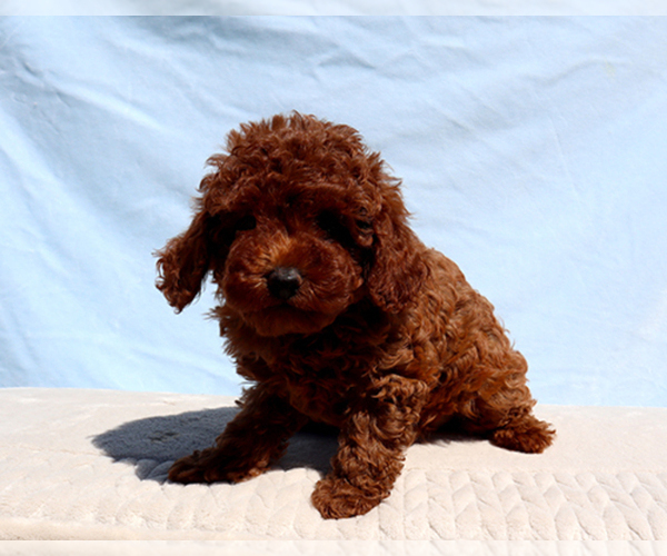 Medium Photo #2 Poodle (Toy) Puppy For Sale in LOS ANGELES, CA, USA