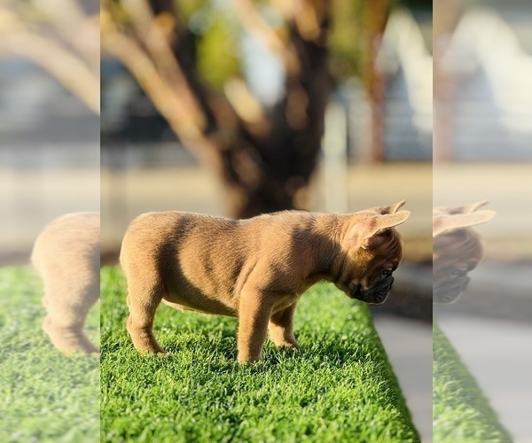 Medium Photo #4 French Bulldog Puppy For Sale in FOLSOM, CA, USA