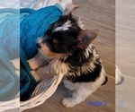 Small Photo #9 Biewer Terrier Puppy For Sale in CONKLIN, NY, USA