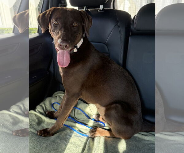 Medium Photo #6 Labrador Retriever Puppy For Sale in Boca Raton, FL, USA
