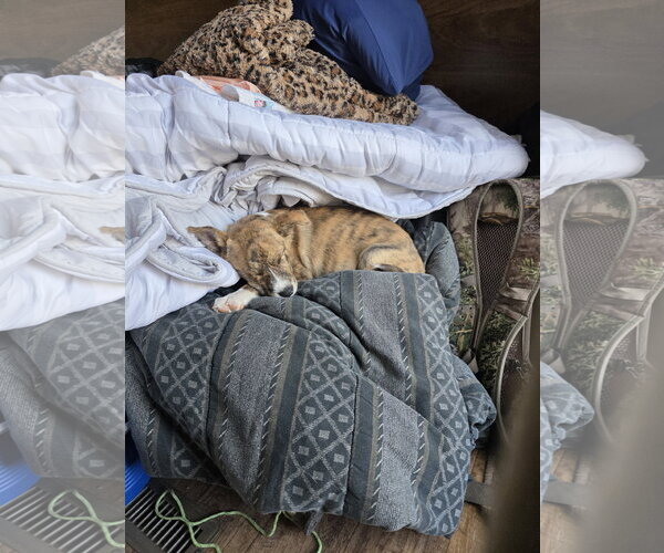 Medium Photo #6 Mutt Puppy For Sale in Sandy, UT, USA