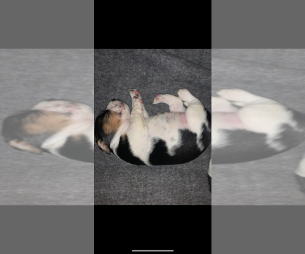 Medium Photo #5 Beagle Puppy For Sale in GREENFIELD, WI, USA