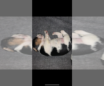 Small Photo #5 Beagle Puppy For Sale in GREENFIELD, WI, USA