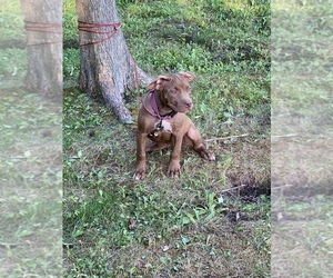 American Bully Puppy for Sale in HILTON, New York USA