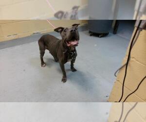 Mutt Dogs for adoption in Tulsa, OK, USA