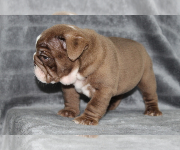 Medium Photo #10 Bulldog Puppy For Sale in BRANDON, FL, USA