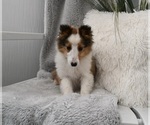 Small Photo #1 Shetland Sheepdog Puppy For Sale in BALTIC, OH, USA