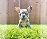Small Photo #42 French Bulldog Puppy For Sale in PHILADELPHIA, PA, USA