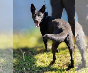 Ranger - Male Mutt Dog for Adoption - Photo #3