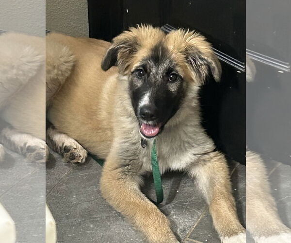 Medium Photo #2 Mutt Puppy For Sale in Rockaway, NJ, USA