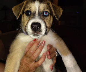Medium American Pit Bull Terrier-Siberian Husky Mix