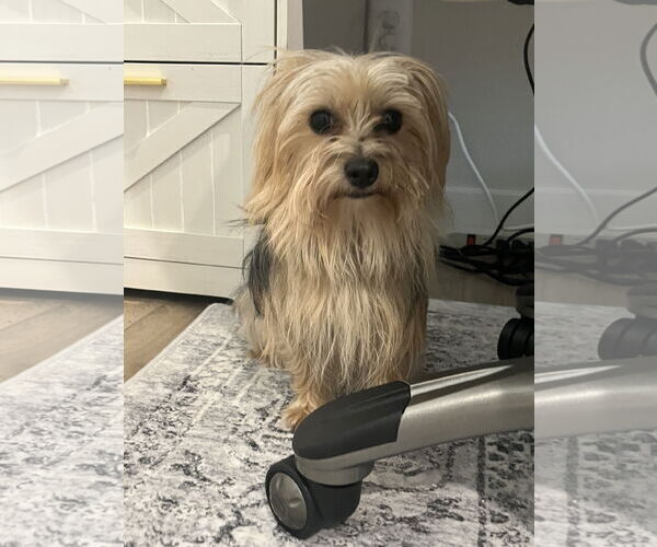 Medium Photo #2 Mutt Puppy For Sale in Greenville, SC, USA