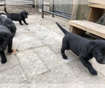 Small Photo #5 Labrador Retriever Puppy For Sale in NORTON SHORES, MI, USA