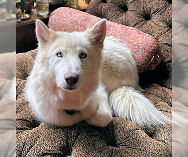 Medium Photo #4 Siberian Husky-Unknown Mix Puppy For Sale in Omaha, NE, USA