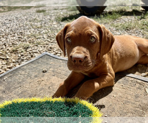 Bullmastiff Puppy for Sale in VAN NUYS, California USA