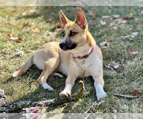Medium Photo #12 Huskies -Unknown Mix Puppy For Sale in Mundelein, IL, USA