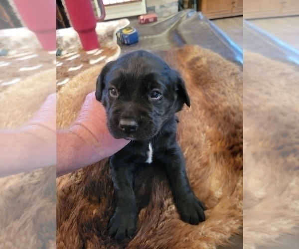 Medium Photo #1 Labradinger Puppy For Sale in NEW CONCORD, OH, USA