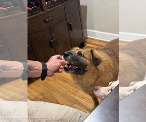 Husk - Male Chow Chow-German Shepherd Dog Mix Dog for Adoption - Photo #6
