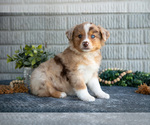 Puppy Fiona Miniature Australian Shepherd