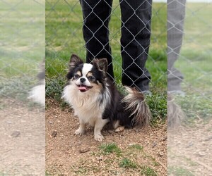 Father of the Chihuahua puppies born on 04/12/2025